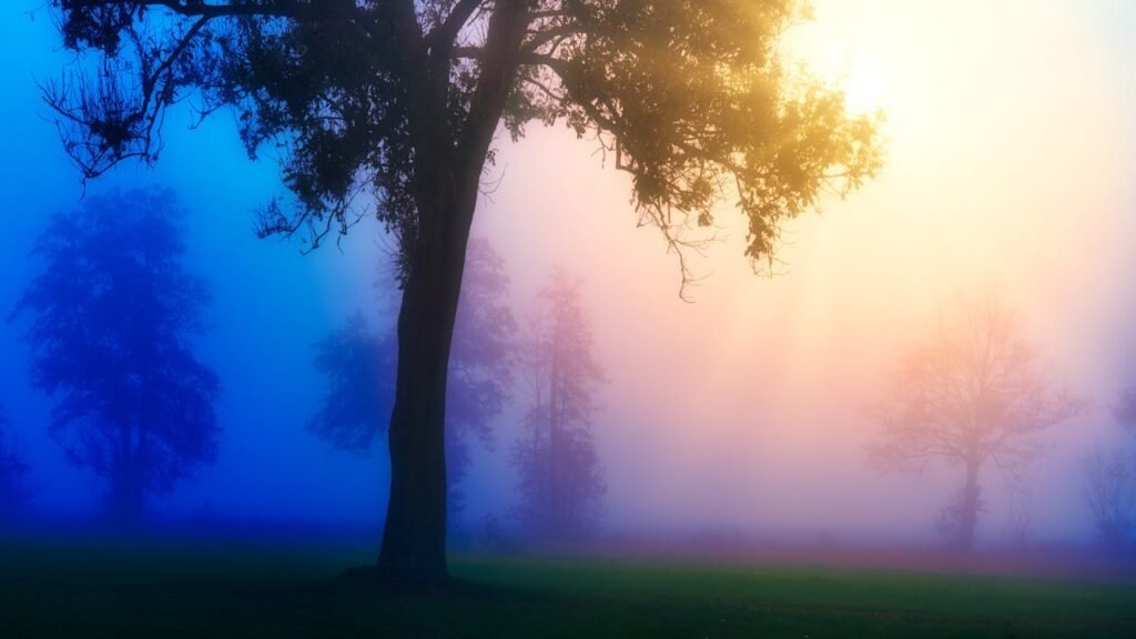 pexels-photo-9944933 Enchanting sunrise casting colorful light through foggy trees, creating a mystical landscape.